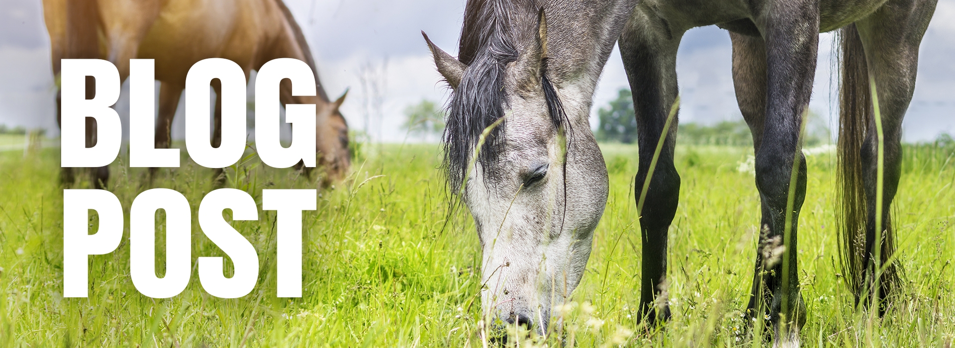 Blog - How to prevent laminitis in horses?