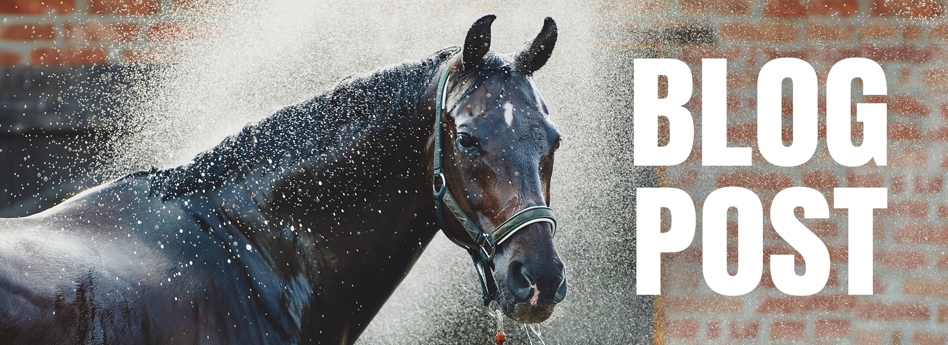 How to prevent dehydration in the horse?