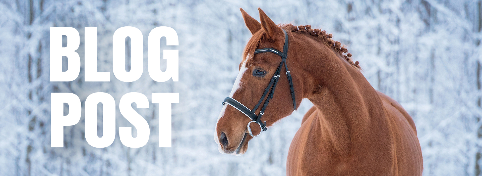 How to properly prepare your horse for winter ?