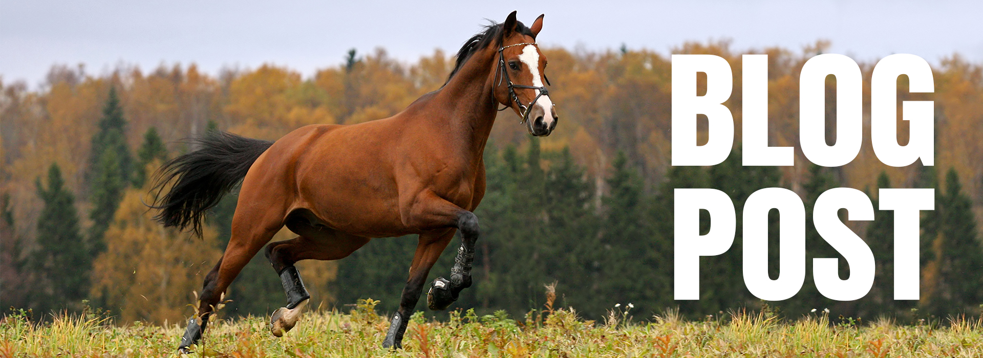 Atypical myopathy in horses