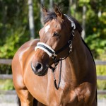 Cabezada Howard Crescendo Horze Negro Cabezada Howard Crescendo Horze Negro