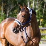 Cabezada Howard Crescendo Horze Azul oscuro Cabezada Howard Crescendo Horze Azul oscuro