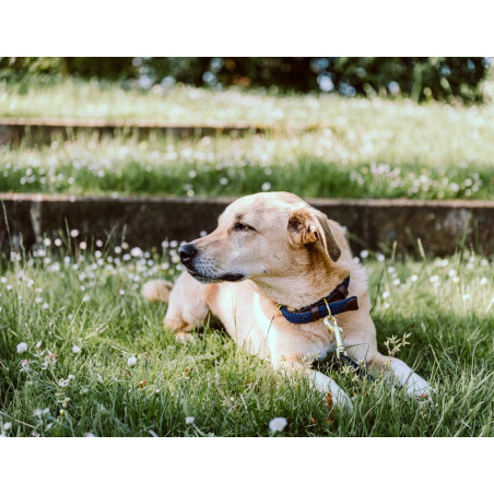 Collier pour chien Plaited Nylon Kentucky