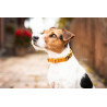 Collier pour chien Velvet Kentucky - Moutarde