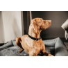 Collier pour chien Corduroy Kentucky - Noir