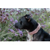 Collier pour chien Teddy Fleece Kentucky - Vieux rose