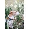 Collier pour chien Velvet Leather Kentucky - Brun