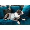 Harnais pour chien Body Safe Wool Kentucky - Bleu clair