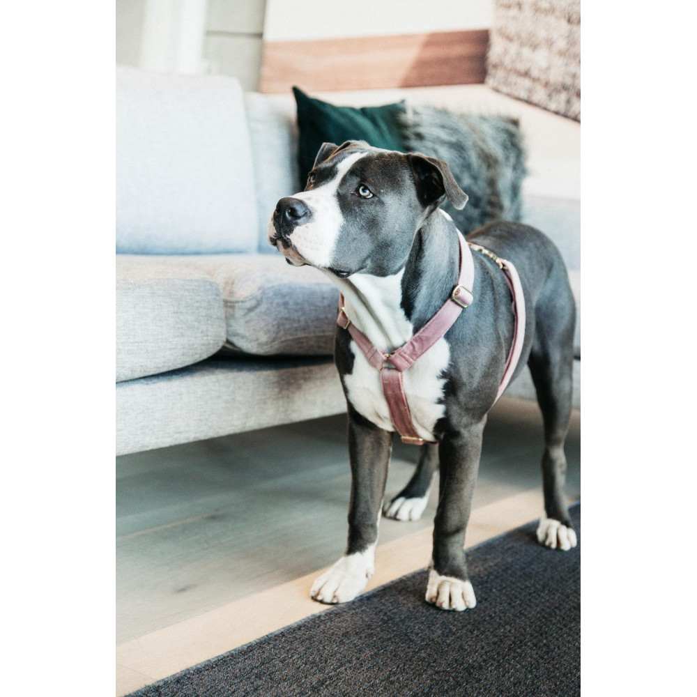 Harnais d'équitation pour chien Velvet Loop - Kentucky