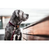 Laisse pour chien Corduroy Kentucky - Bordeaux