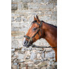 Bridon Hackamore D Collection by Dy'on - Noir