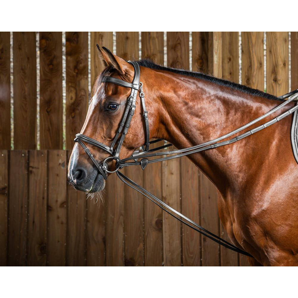 Cours de dressage en Finistère