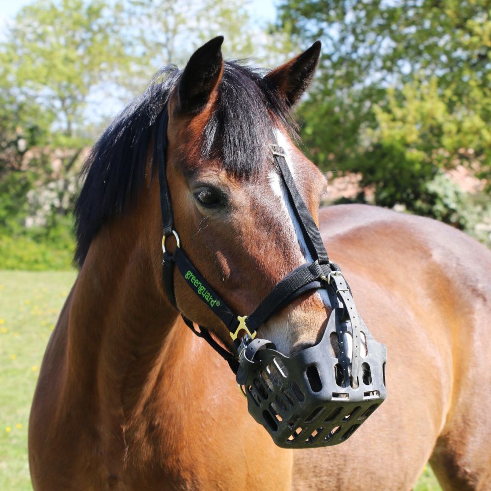 Panier Greenguard - Prévention fourbure poney et cheval