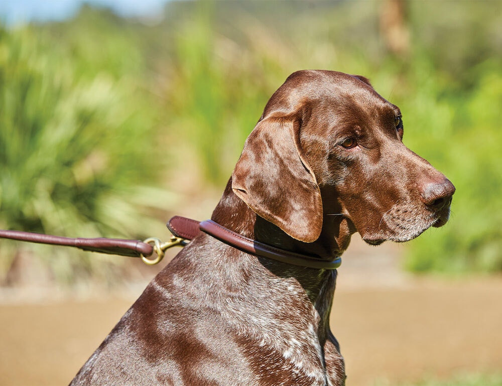 Laisse pour chien Weatherbeeta cuir rond Noir Laisse pour chien Weatherbeeta cuir rond Noir