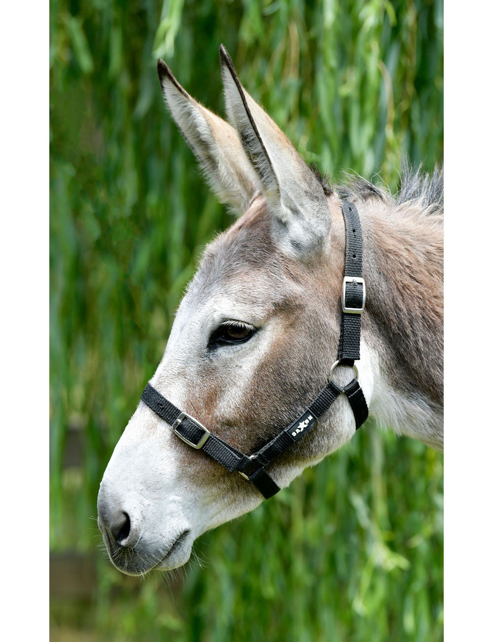 Licol Saxon économique Noir