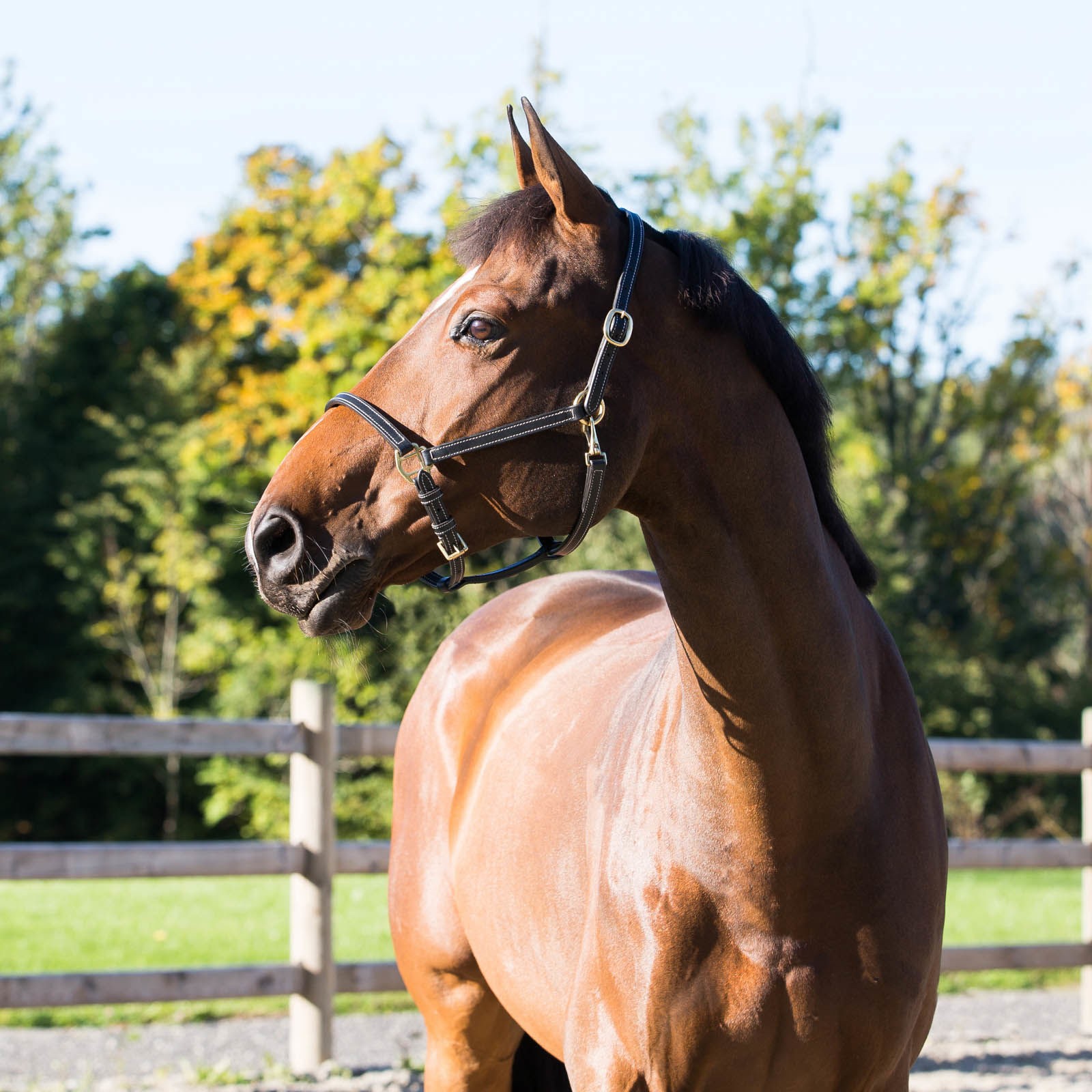 Licol cuir Fremont Horze Noir