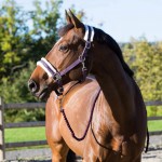Cabezada Howard Crescendo Horze Púrpura Cabezada Howard Crescendo Horze Púrpura