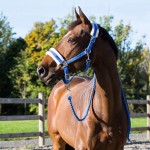 Cabezada Howard Crescendo Horze Azul Cabezada Howard Crescendo Horze Azul