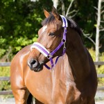 Cabezada Howard Crescendo Horze Púrpura Cabezada Howard Crescendo Horze Púrpura