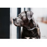Collier pour chien Loop Kentucky - Gris