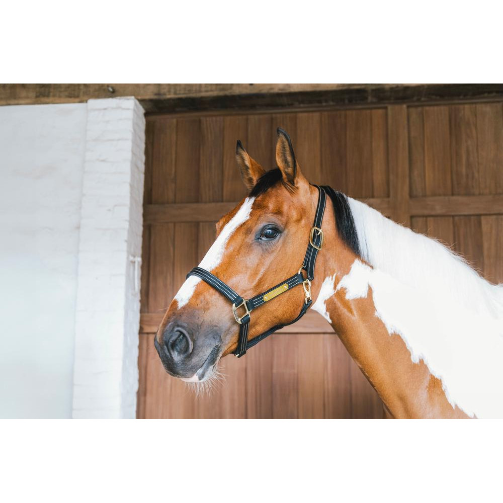 Licol équestre Kentucky Horsewear – Taille Réelle – Marron – Nylon