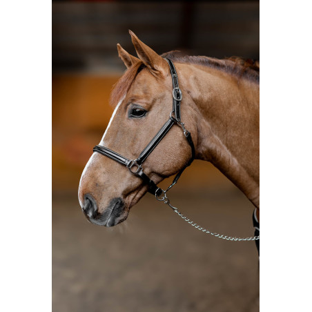 Licol cuir Little Groom HFI Master