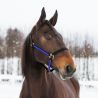 Licol Yankee Finn-Tack nylon 20 mm - Noir / bleu
