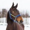 Licol Yankee Finn-Tack nylon 20 mm - Bleu / jaune