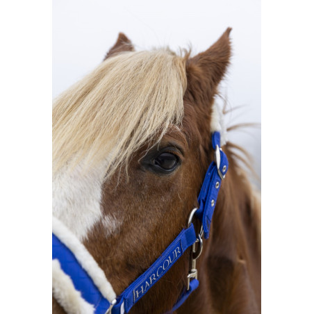 Licol et longe Harcour Teschic