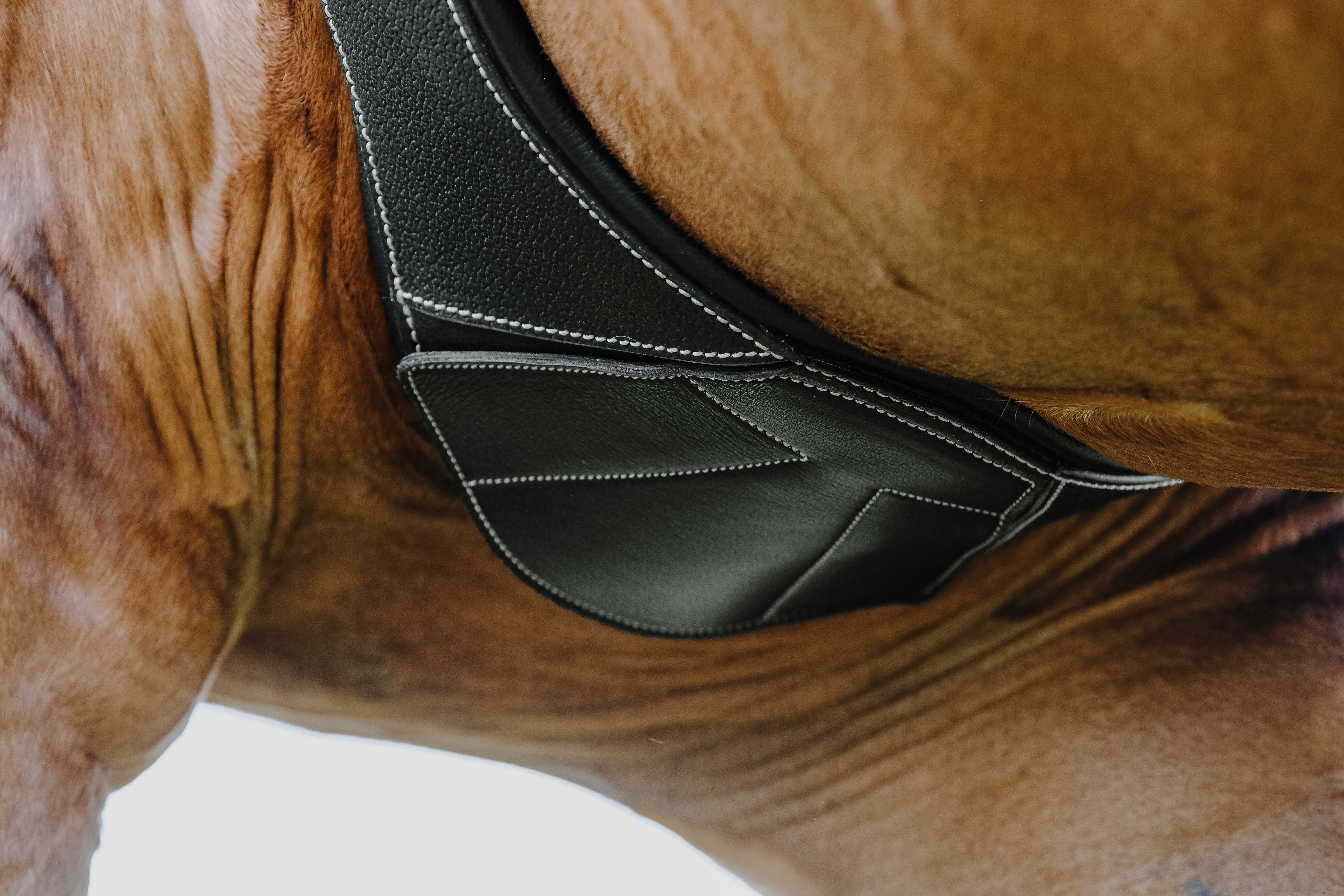 Sangle anatomique Magnet Norton Havane Marron