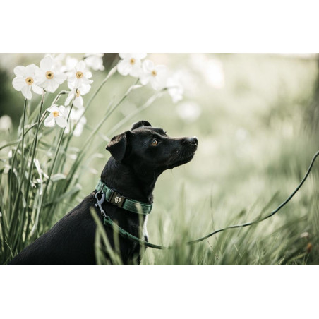 Laisse Kentucky pour chien Lézard