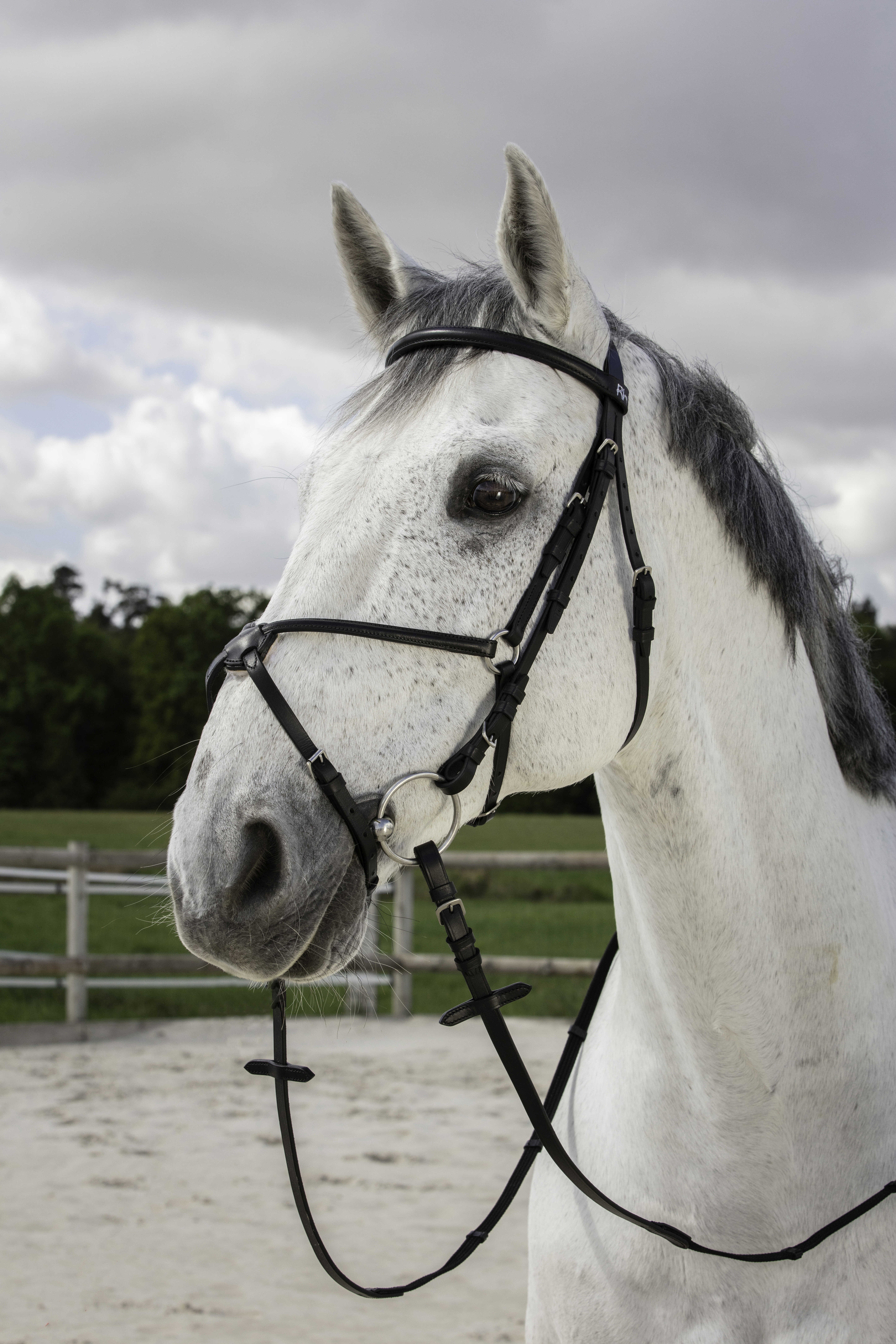 Bridon Riding World Muserolle croisée Noir Bridon Riding World Muserolle croisée Noir
