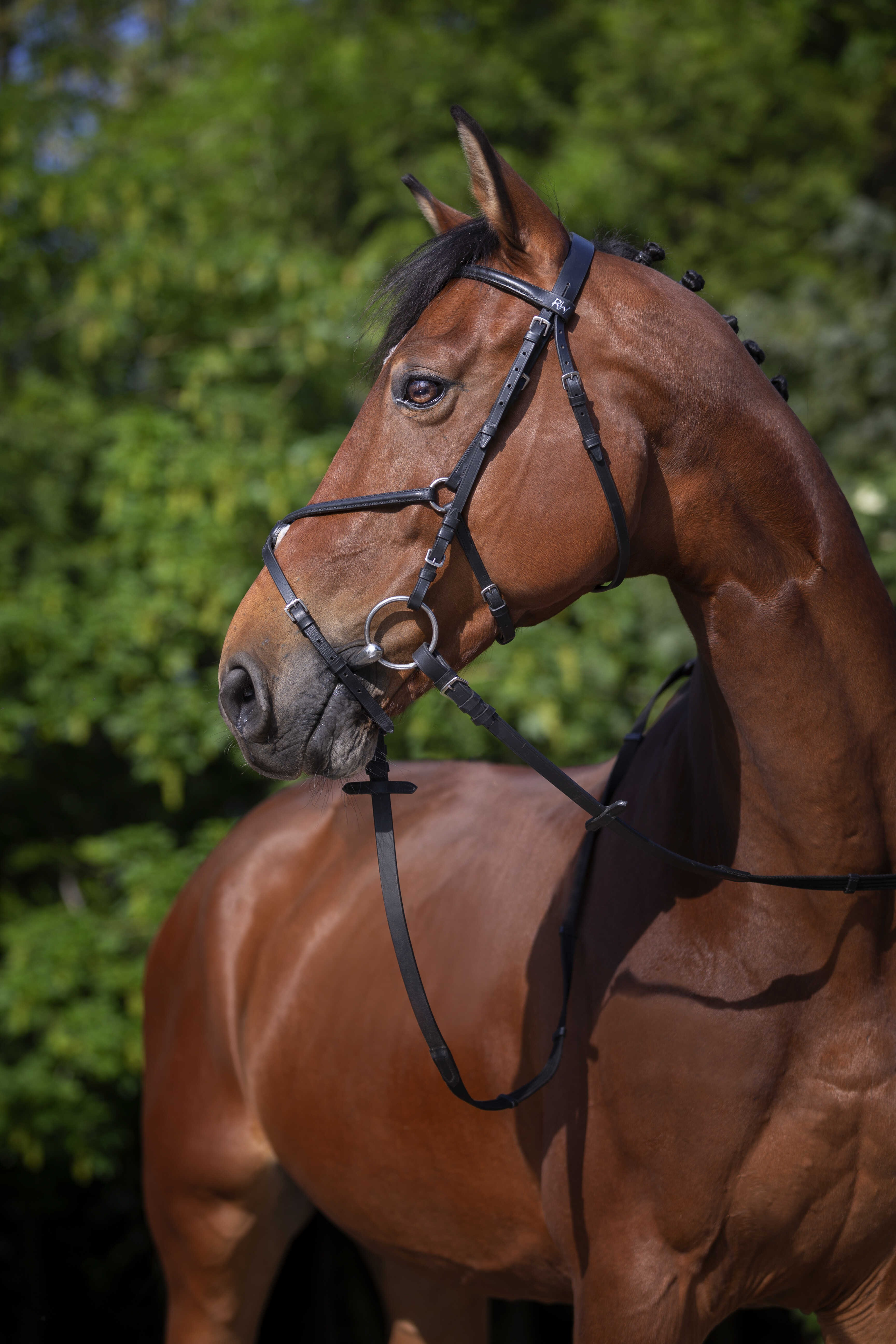 Bridon Riding World Muserolle croisée Noir