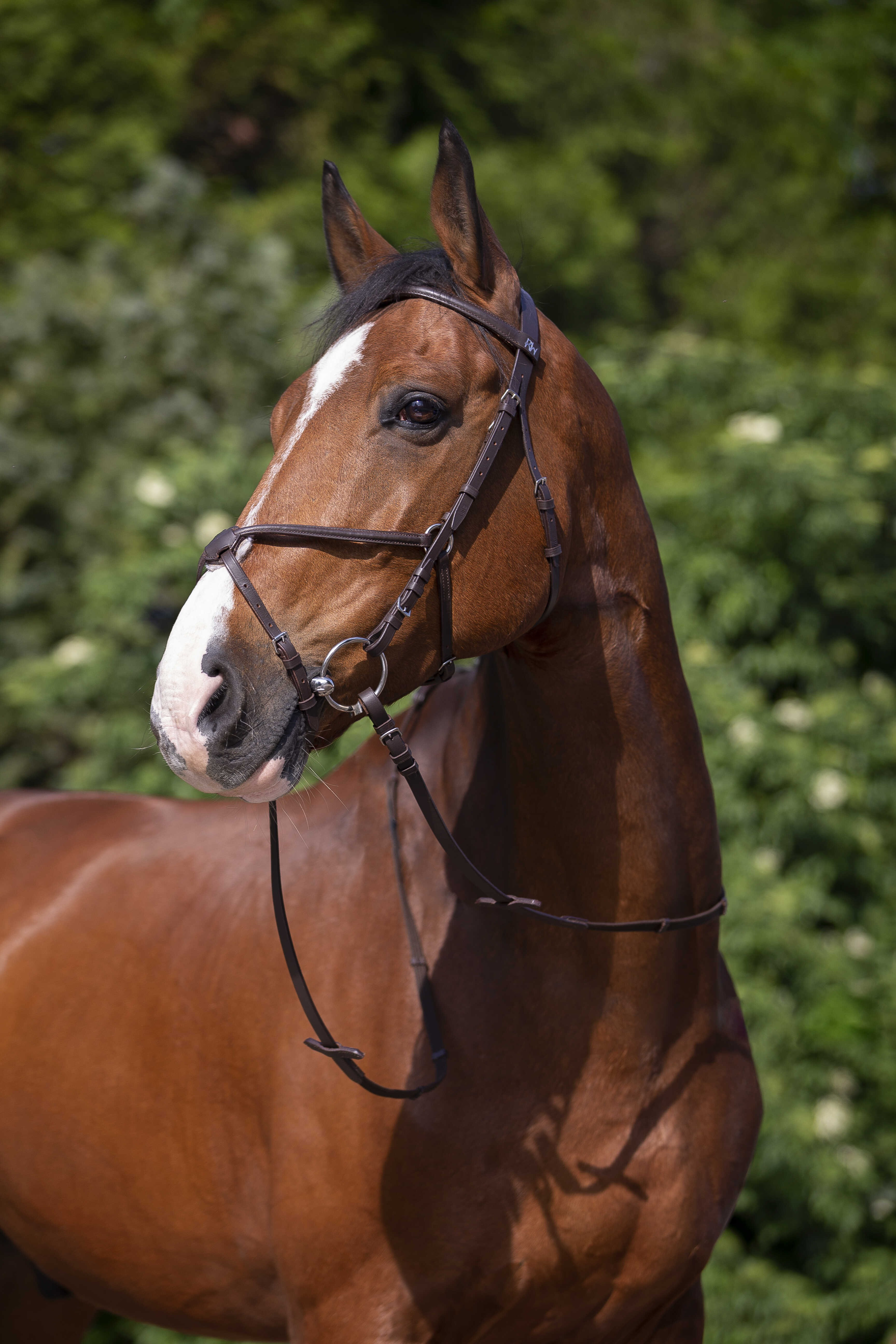 Bridon Riding World Muserolle croisée Havane Marron Bridon Riding World Muserolle croisée Havane Marron