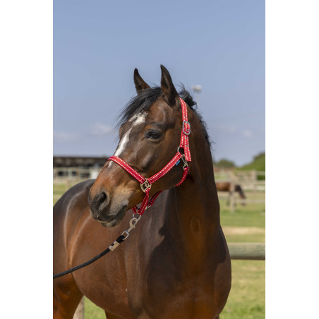 Licol Norton Grooming