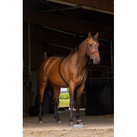 Enrênement Norton extenseur doux