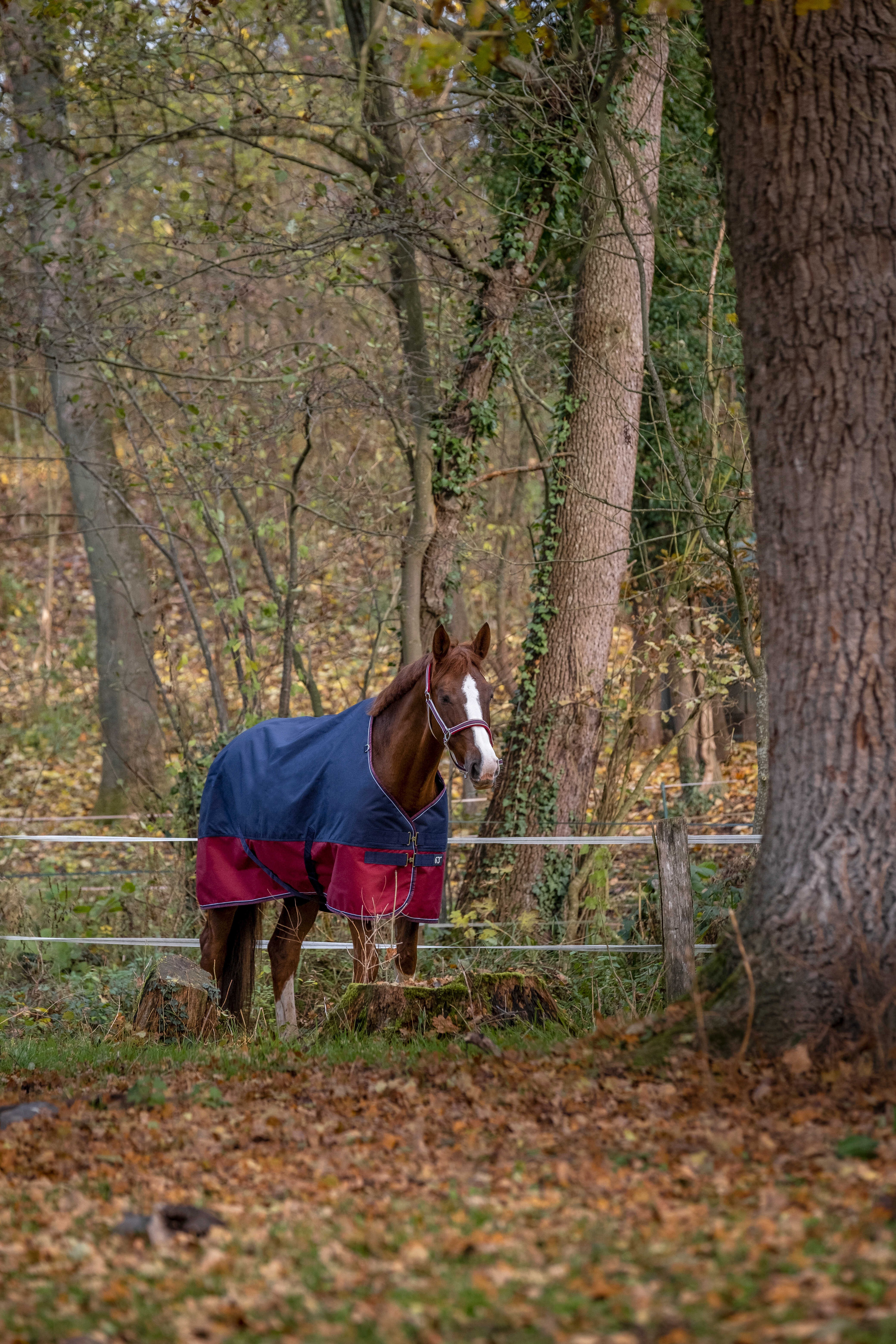 Couverture Equithème Tyrex 1200D Marine / bordeaux Bleu