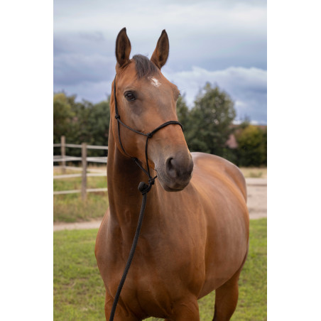 Licol éthologique doux