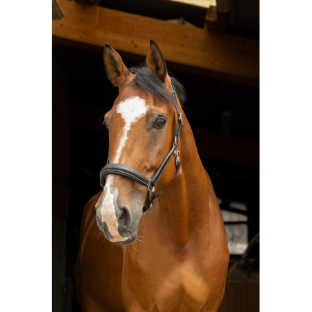 Licol anatomique Norton Pro