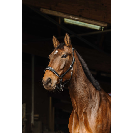 Licol cuir Norton Rock