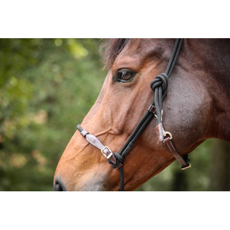 Licol Pénélope Éthologique