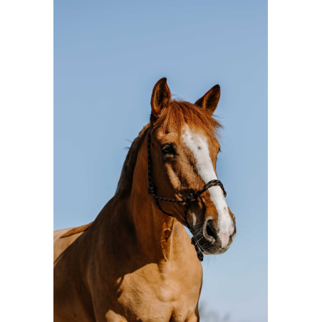 Licol éthologique Westride Western