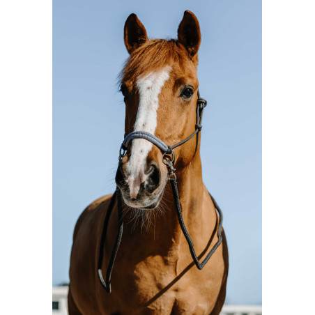 Licol éthologiques + rênes Norton Fancy