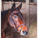 Bridon Klimt T de T muserolle combinée