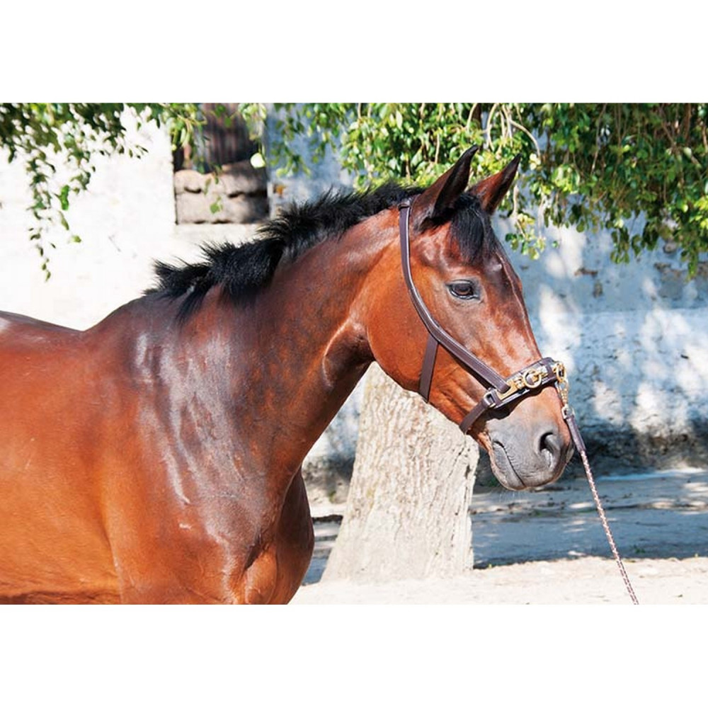Cavesson Nylon Blanc Réglable Professionals Choice Taille Unique Pour Cheval - Neuf
