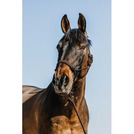 Licol éthologique + longe Norton Deco