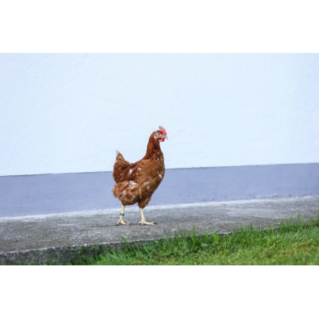 Bagues d’identification en spirale poule Kerbl Hobbyfarming