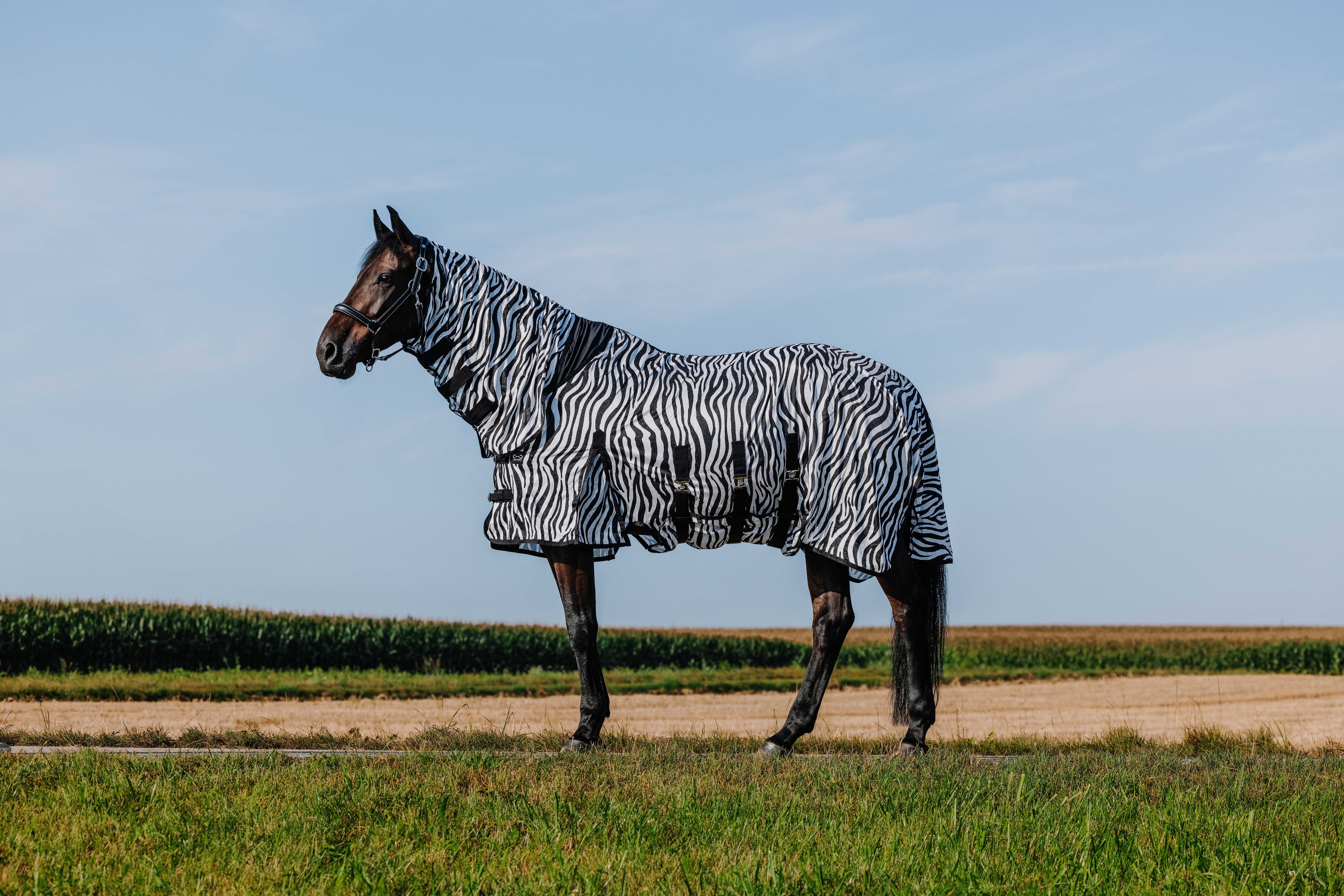 Chemise Riding World Belly Mesh Combo Noir / blanc motif zèbre Motifs
