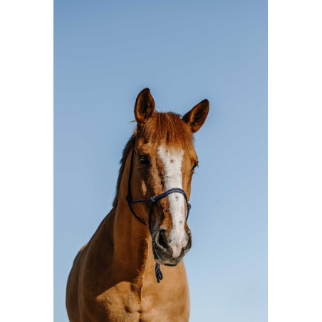 Licol éthologique Norton Nylon