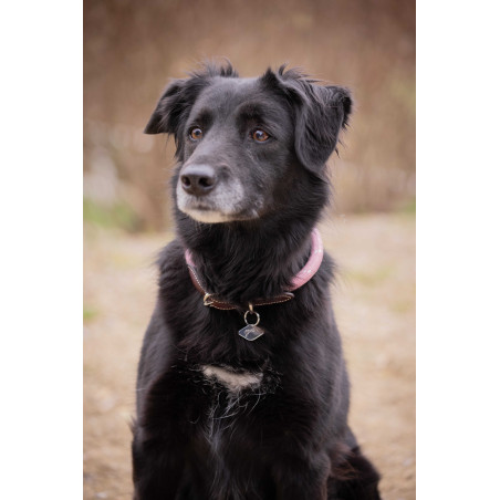 Collier pour chien Penelope Billie